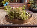 corten-ring-450mm-150mm-tall.jpg